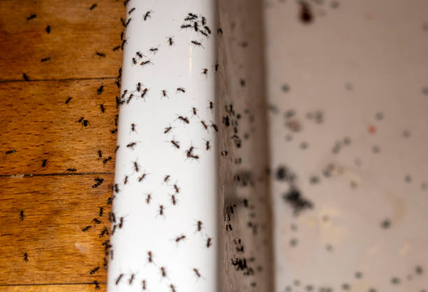 Best Spider Control Near Me  in North Richmond, CA